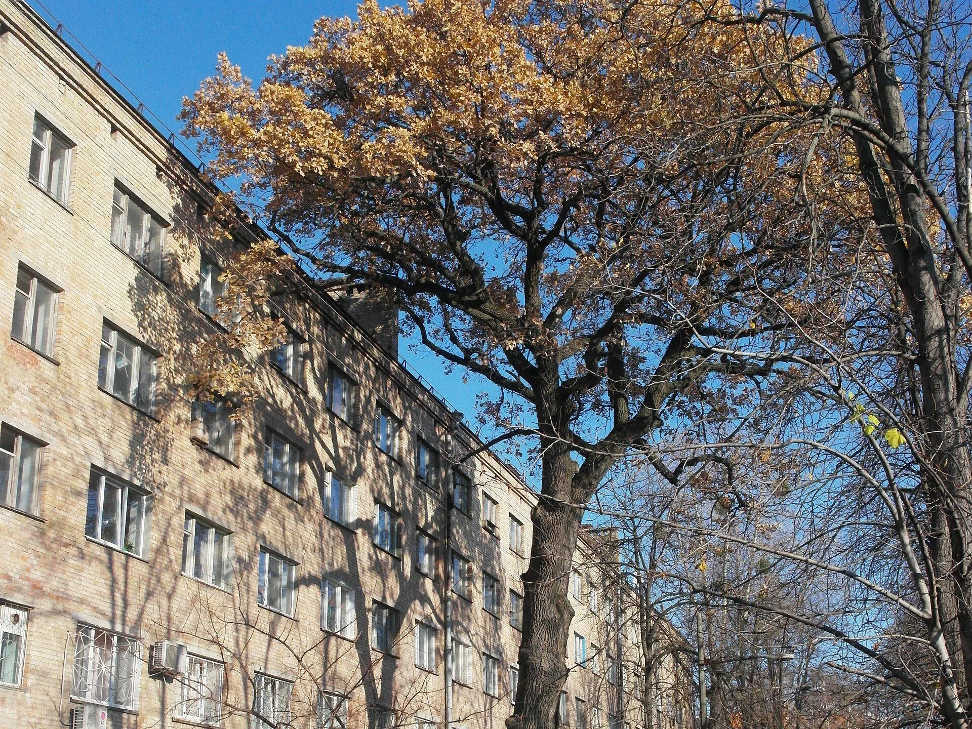 Осінні дерева біля житлових будинків у Святошинському районі Києва